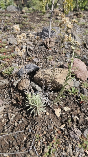 Pseudognaphalium sandwicensium observed 2026-03-21