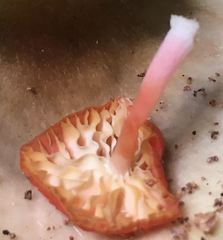 Mycena roseilignicola