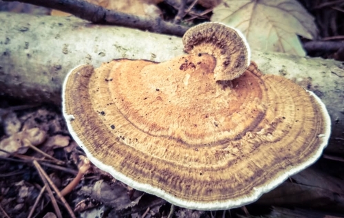Thin-walled Maze Polypore