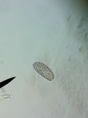 Colepidae