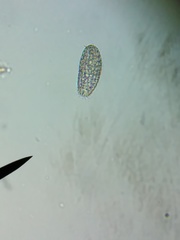 Colepidae