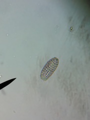 Colepidae