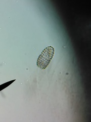 Colepidae