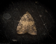 Tolpia conscitulana