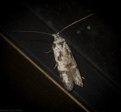 Oxythecta hieroglyphica