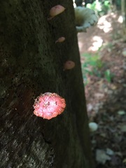 Mycena roseilignicola