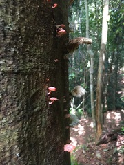 Mycena roseilignicola