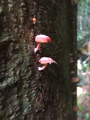 Mycena roseilignicola