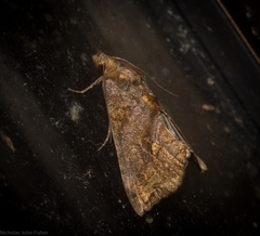 Plusiodonta arctipennis