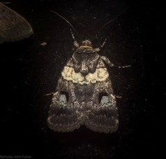 Thoracolopha flexirena