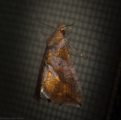 Plusiodonta arctipennis