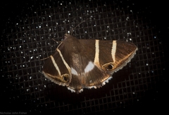 Grammodes oculicola