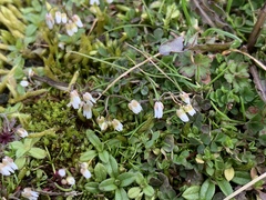 Draba verna