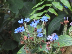 Eranthemum