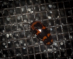 Episcaphula duplopunctata