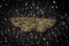 Chloroclystis mniochroa