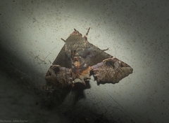 Targalla subocellata