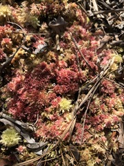 Sphagnum molle