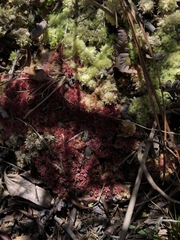 Sphagnum molle