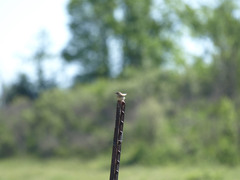 Ammodramus savannarum pratensis