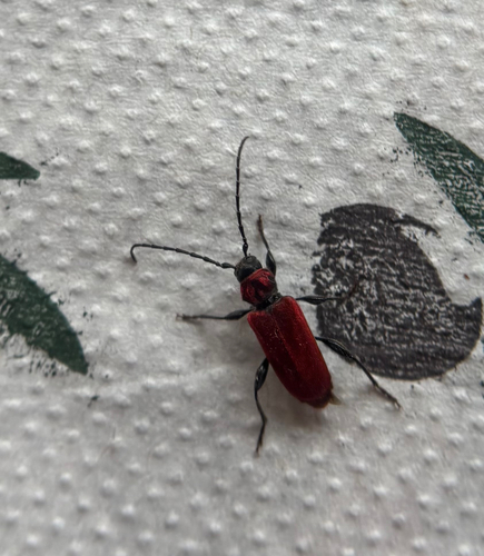 Welsh Oak Longhorn Beetle