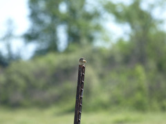 Ammodramus savannarum pratensis