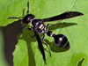 Zethus spinipes variegatus - Photo (c) Brett, some rights reserved (CC BY-NC), uploaded by Brett