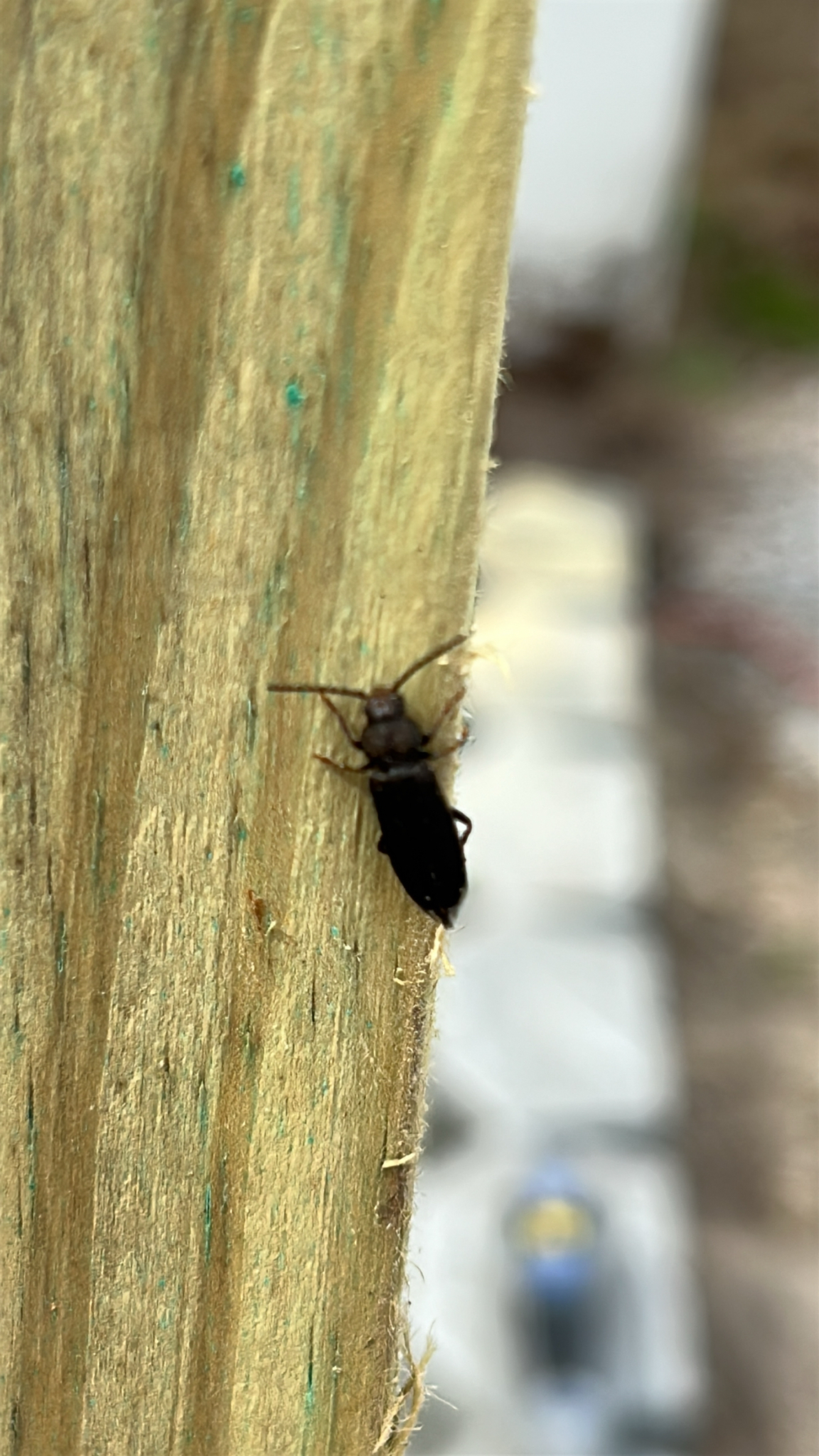Asemum striatum