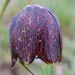 Fritillaries - Photo (c) Stephan, some rights reserved (CC BY-NC-SA)