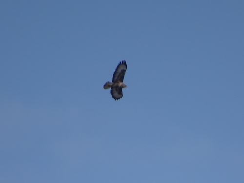 Common Buzzard