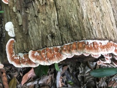 Rhodofomitopsis feei