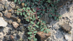 Euphorbia granulata