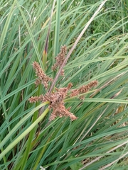 Cyperus javanicus