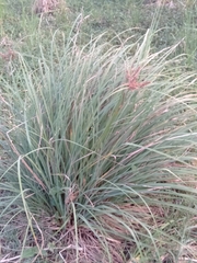 Cyperus javanicus