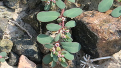 Euphorbia granulata