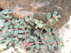 Euphorbia granulata