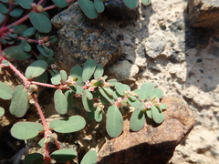 Euphorbia granulata