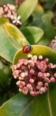 Coccinella septempunctata