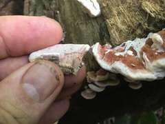 Rhodofomitopsis feei