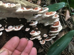 Rhodofomitopsis feei