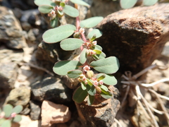 Euphorbia granulata