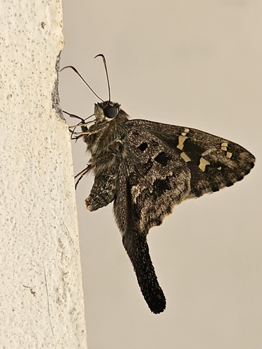 Dorantes Longtail