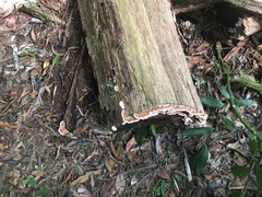 Rhodofomitopsis feei