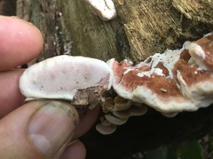 Rhodofomitopsis feei