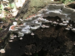 Rhodofomitopsis feei