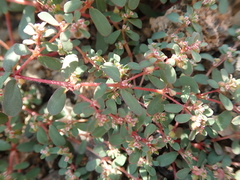 Euphorbia granulata