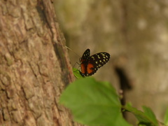 Heliconius hecale zuleika