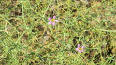 Zygophyllum indicum