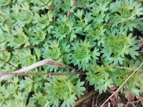 Saxifraga vayredana, photograph 1