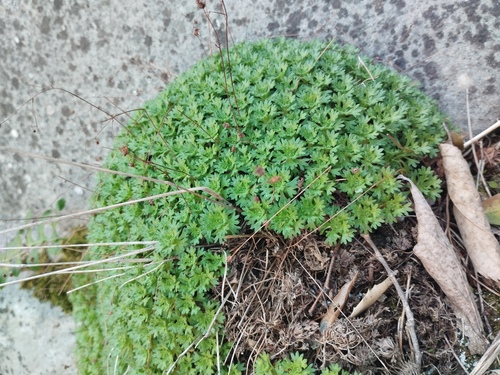 Saxifraga vayredana